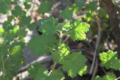 Pentatrichia petrosa