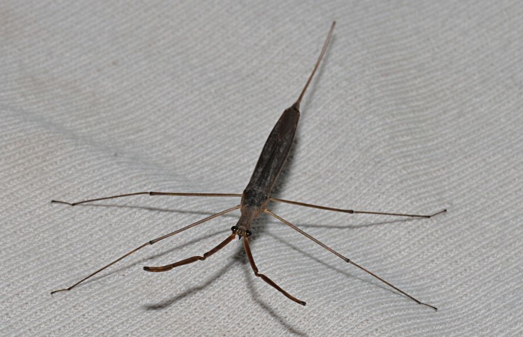 Brown Waterscorpion