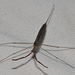 Brown Waterscorpion - Photo (c) Jimmy Dee, some rights reserved (CC BY-SA), uploaded by Jimmy Dee