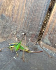 Eupholidoptera chabrieri