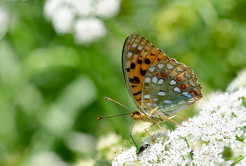 High Brown Fritillary