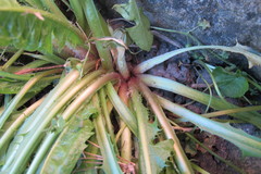 Taraxacum ekmanii