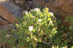 Pentatrichia petrosa