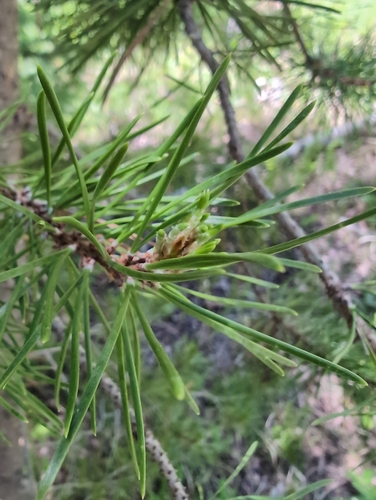 lodgepole pine