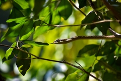 Dendrelaphis tristis