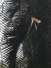 Lepidoptera