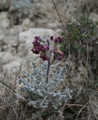 Matthiola odoratissima