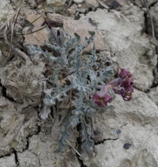 Matthiola odoratissima