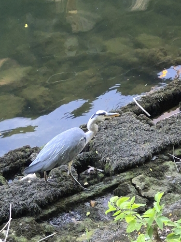 Grey Heron