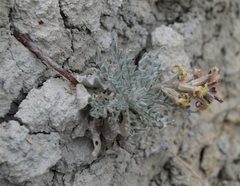 Matthiola odoratissima