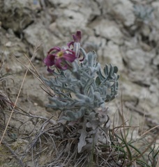 Matthiola odoratissima