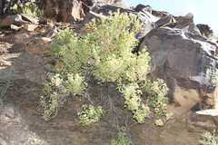 Pentatrichia petrosa