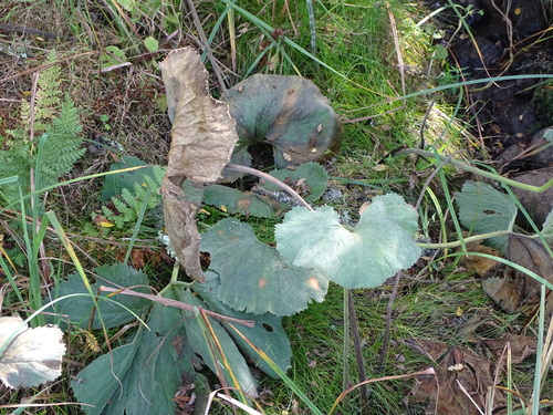 Gunnera perpensa, photograph 3