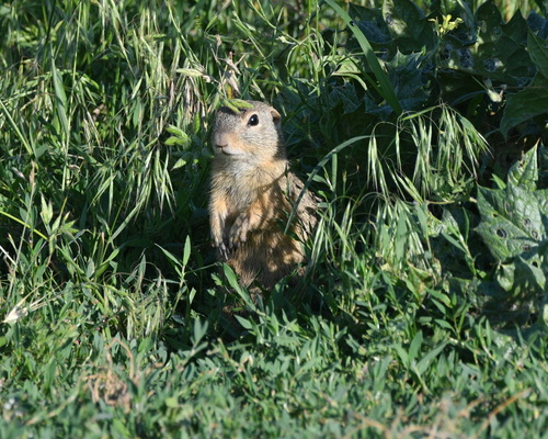 European Ground Squirrel