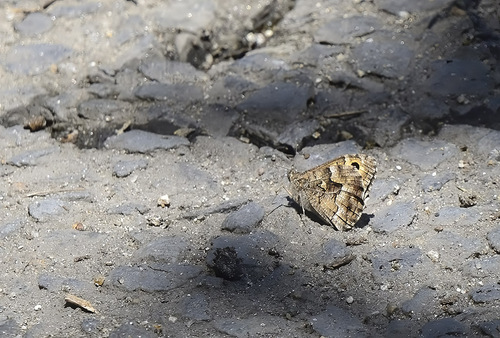 Grayling
