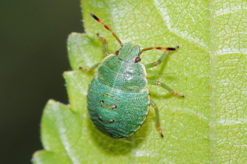 Green Shield Bug