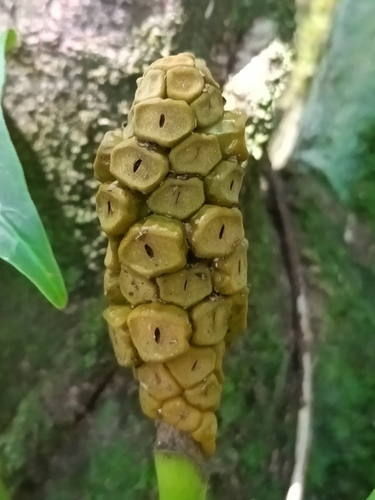 Monstera obliqua, photograph 3