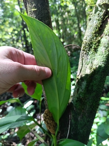Monstera obliqua, photograph 4