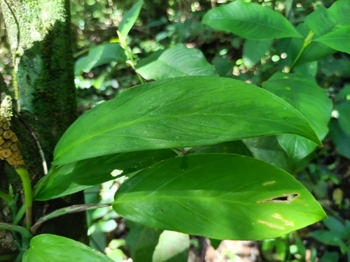 Monstera obliqua, photograph 5