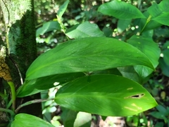 (c) Guillaume Delaitre, some rights reserved (CC BY) Monstera obliqua, photograph (c) Guillaume Delaitre, some rights reserved (CC BY)