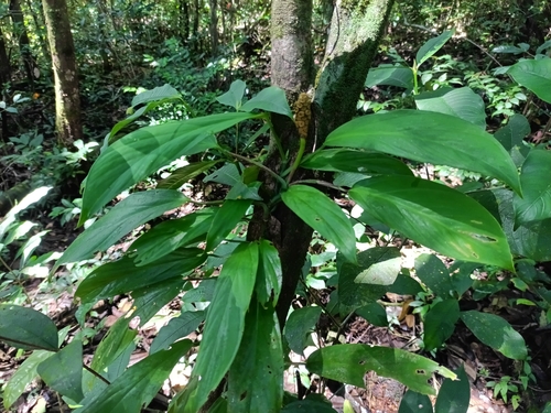 Monstera obliqua, photograph 6