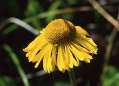 Helenium bolanderi