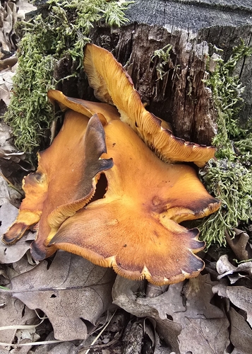 European jack-o'-lantern