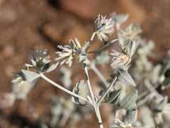 Leucosphaera bainesii
