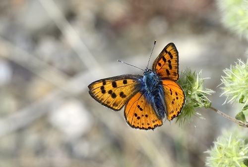 Purple-shot Copper