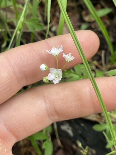 Phacelia dubia, photograph 4