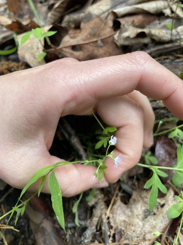 Phacelia dubia, photograph 5