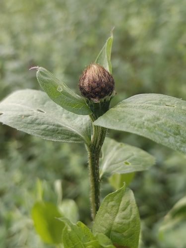 Wig knapweed (Centaurea phrygia)
