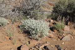 Leucosphaera bainesii