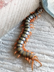 Scolopendra polymorpha
