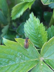 Athalia rosae