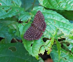 Napaea eucharila