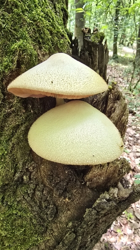 Silky Rosegill
