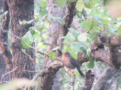 Turdus rufitorques