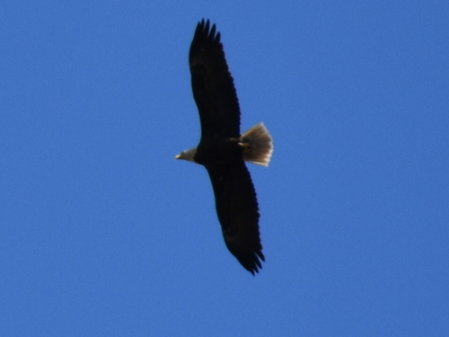 Bald Eagle photographed in Rhode Island