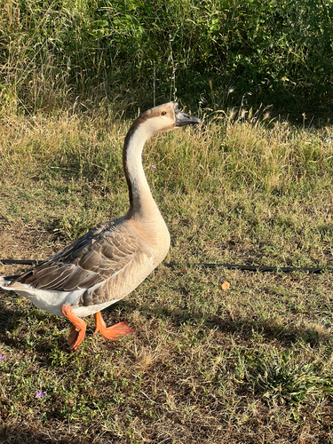 Swan Goose