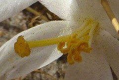 Gethyllis verticillata