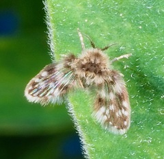 Clytocerus ocellaris