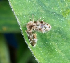 Clytocerus ocellaris