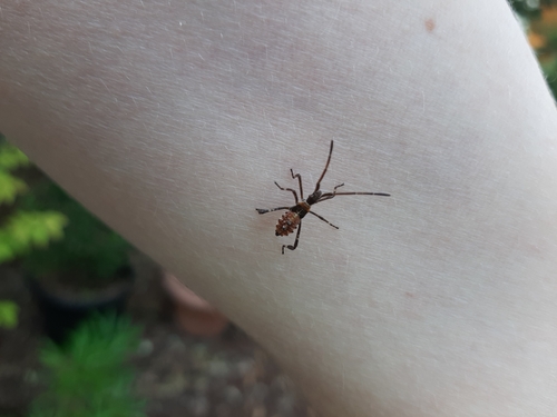 Western Conifer Seed Bug