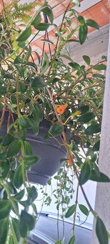 goldfish plant