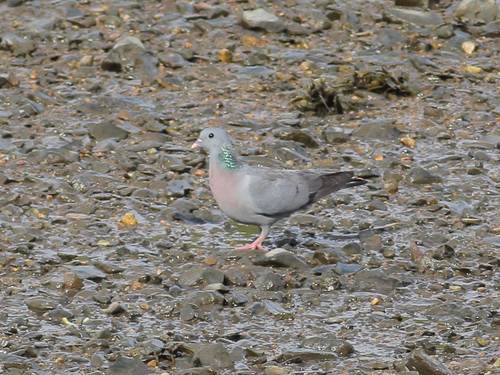 Stock Dove