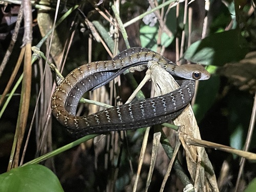 Atlantic Forest Racer