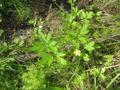 Ranunculus carolinianus