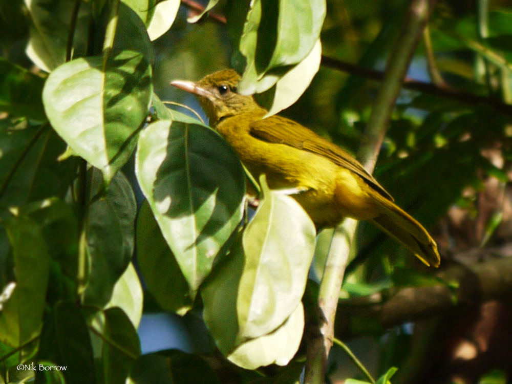 Golden Greenbul illustration