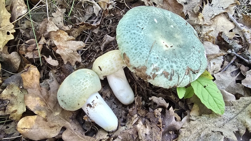 Green Russula